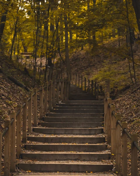 Ξύλινα Σκαλοπάτια Στο Δάσος Πάρκο — Φωτογραφία Αρχείου