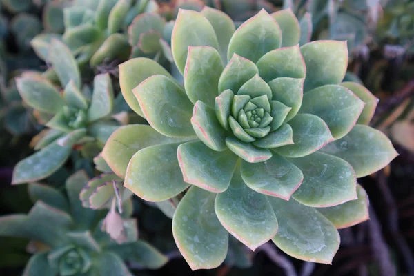 Close Cactus Plant — Stock Photo, Image