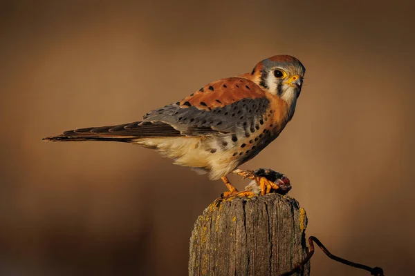 Cerca Pájaro — Foto de Stock