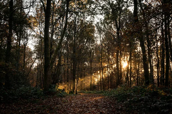 Осенний Лес Утром — стоковое фото