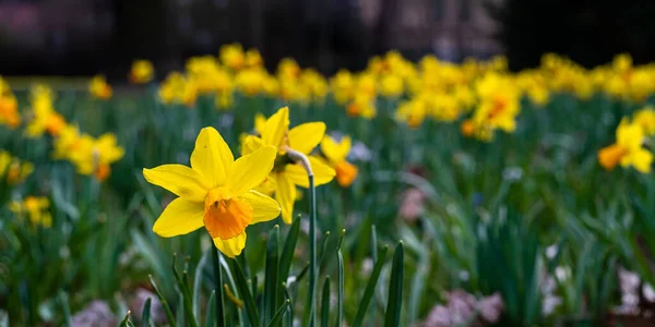 Sárga Virágok Közelről — Stock Fotó