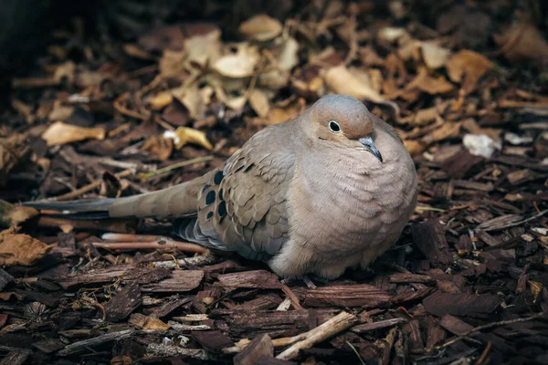 Primer Plano Pájaro — Foto de Stock