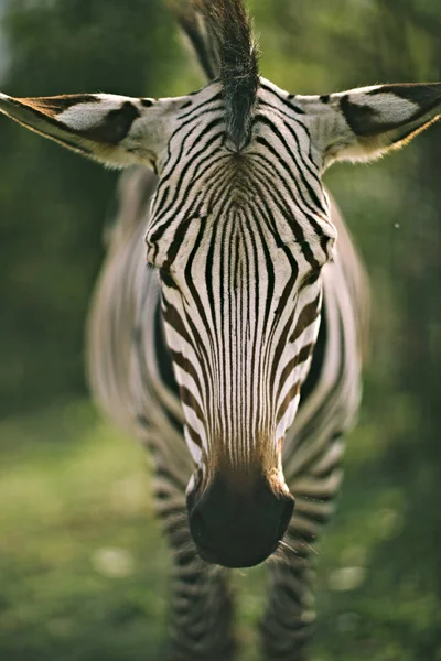 Hayvanat Bahçesindeki Zebraya Yaklaş — Stok fotoğraf