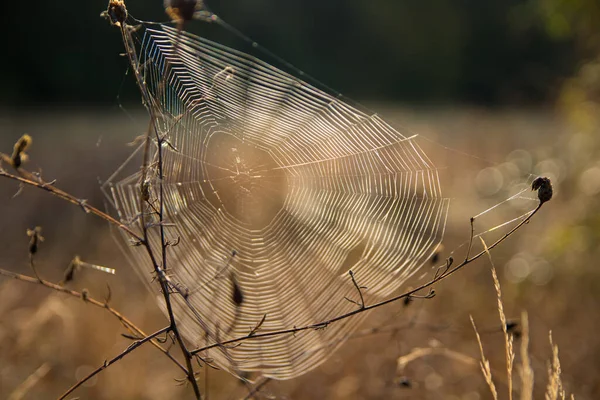 거미집 자연림의 아름다운 — 스톡 사진