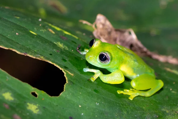 树上的绿色青蛙 — 图库照片