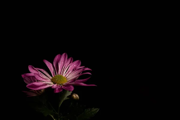 黑色背景的美丽花朵 — 图库照片