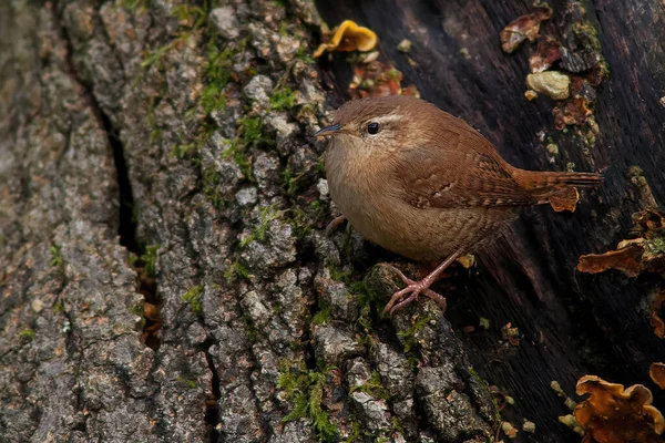 Primo Piano Uccello Seduto Ramo Albero — Foto Stock