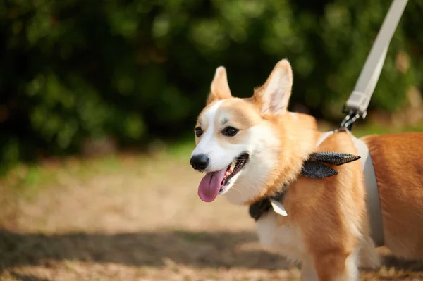 Niedlicher Hund Park Tier — Stockfoto