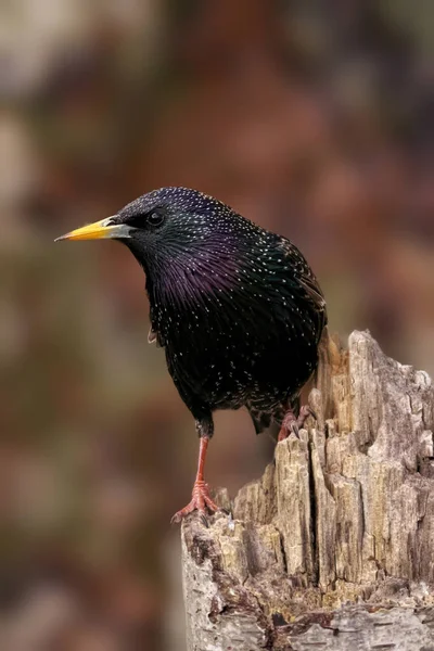 Närbild Fågel — Stockfoto