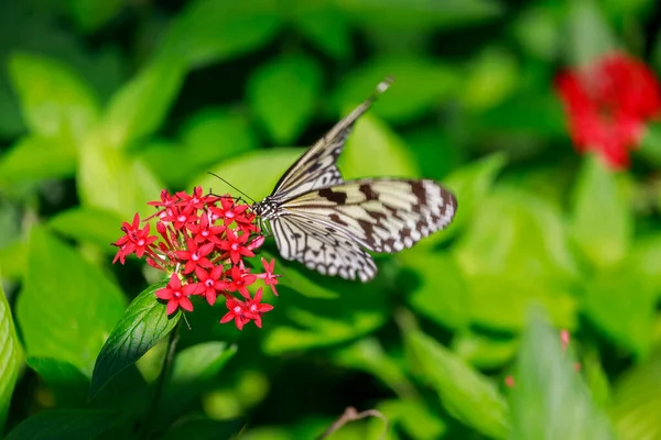 Bela Borboleta Uma Flor — Fotografia de Stock