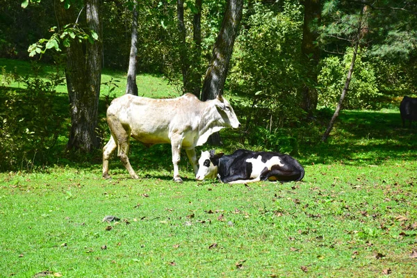 牛群在绿色的草地上 — 图库照片