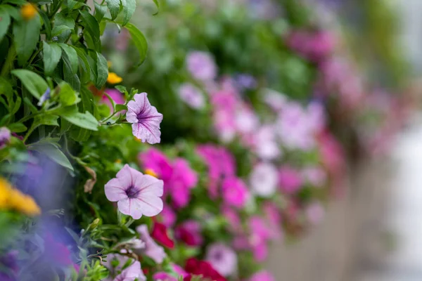 정원에 아름다운 색깔의 — 스톡 사진