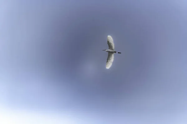 Летящая Птица Небе — стоковое фото