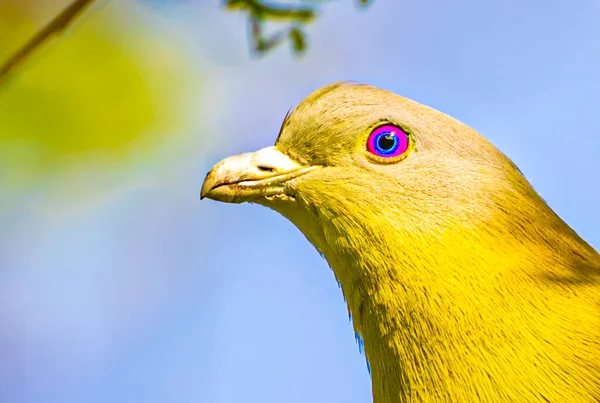 Bir Kuşa Yakın Çekim — Stok fotoğraf