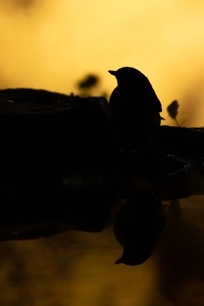 Mooie Opname Van Vogel Natuurlijke Habitat — Stockfoto