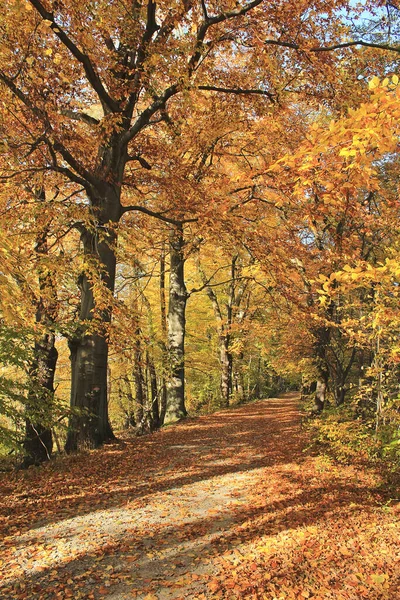 Outono Paisagem Com Árvores Coloridas Folhas — Fotografia de Stock