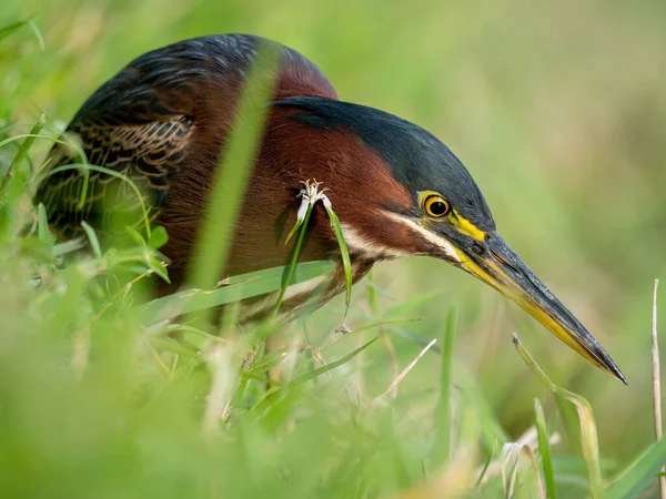 Nahaufnahme Eines Vogels — Stockfoto