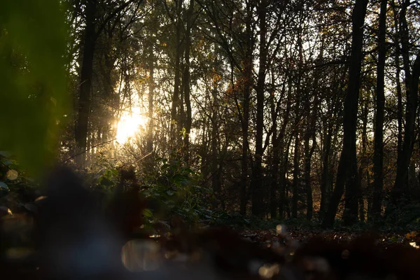 Vacker Solnedgång Skogen — Stockfoto
