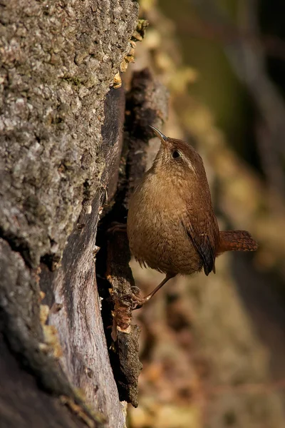 Eine Nahaufnahme Eines Schönen Vogels — Stockfoto