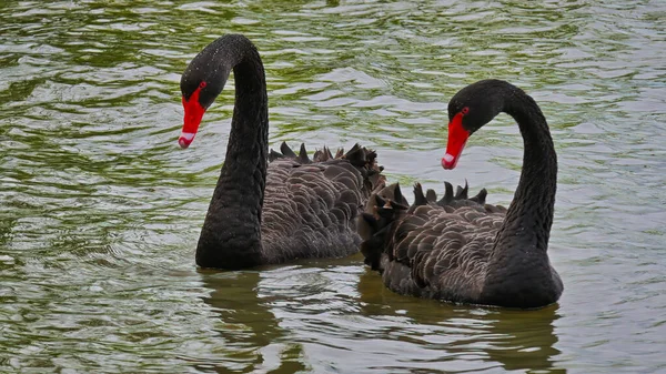 Krásná Bílá Labuť Plave Jezeře — Stock fotografie