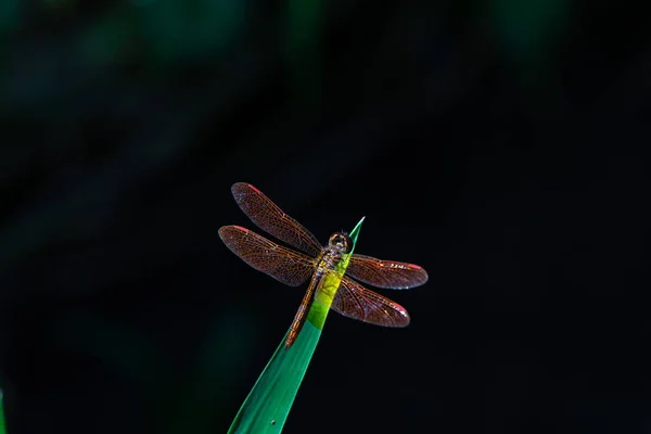 Yeşil Yapraklı Yusufçuk — Stok fotoğraf