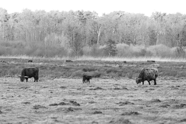 肯亚大草原上的一群野兽 — 图库照片