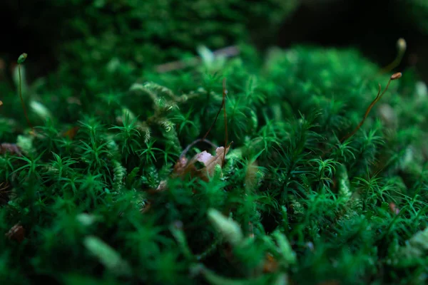 Zielony Mech Lesie Tle Natury — Zdjęcie stockowe