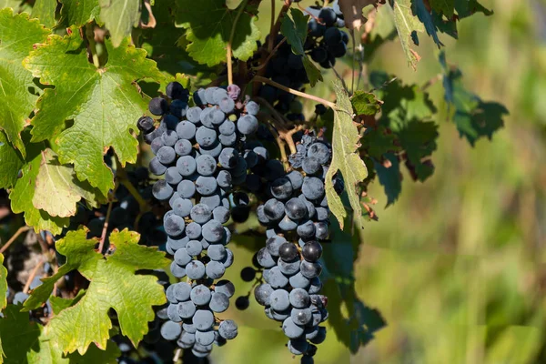 Rijp Rode Druiven Een Wijnstok — Stockfoto