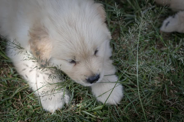 White Dog Lying Grass — Stock Photo, Image