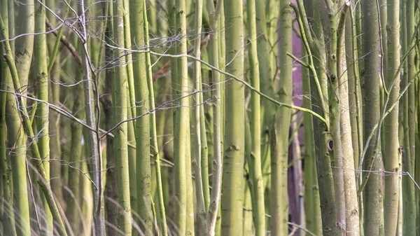 대나무 줄기와 — 스톡 사진