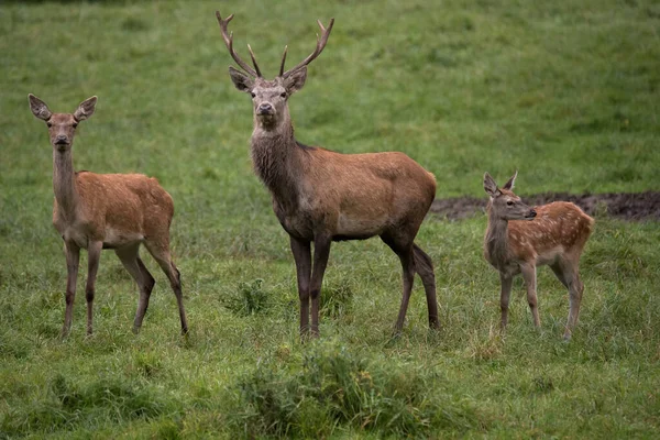 Beau Cerf Dans Forêt — Photo