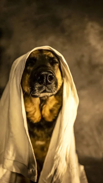 Porträt Eines Niedlichen Hundes Hintergrund Nahaufnahme — Stockfoto