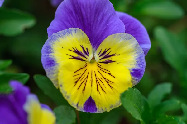 Bela Flor Íris Roxa Jardim — Fotografia de Stock