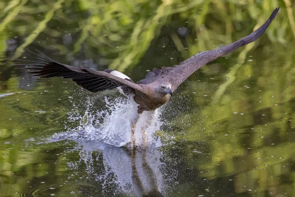 Птица Летит Рядом Водой — стоковое фото