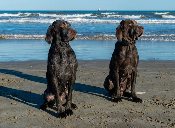 Δύο Σκυλιά Στην Παραλία — Φωτογραφία Αρχείου