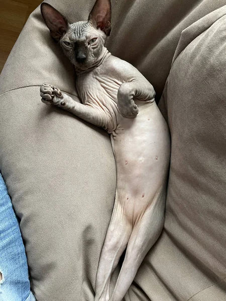 Gato Descansando Sobre Almohada — Foto de Stock