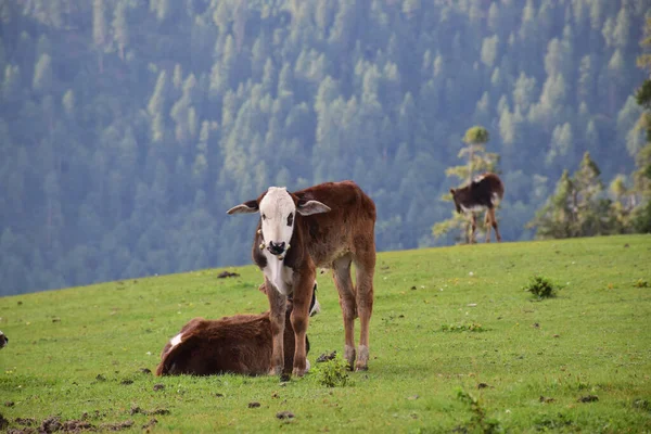 牛が山に放牧され — ストック写真