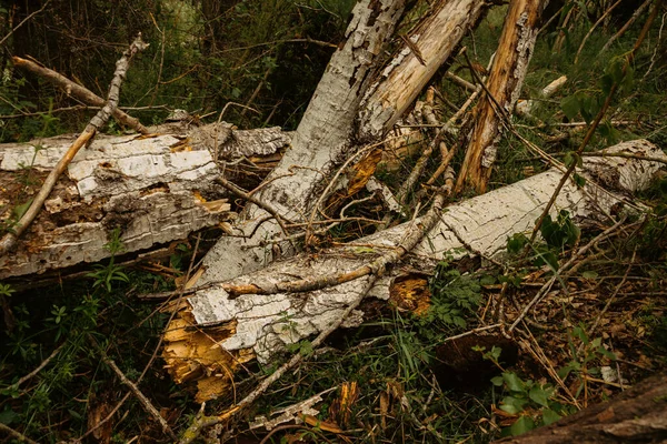 Primer Plano Tronco Árbol Bosque — Foto de Stock