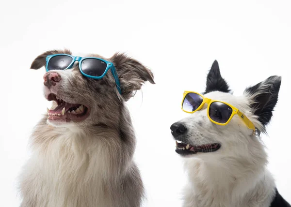 Hond Met Zonnebril Bril Witte Achtergrond — Stockfoto