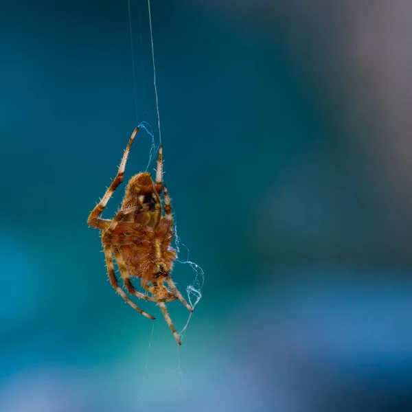 Araignée Sur Une Toile Vue Rapprochée — Photo