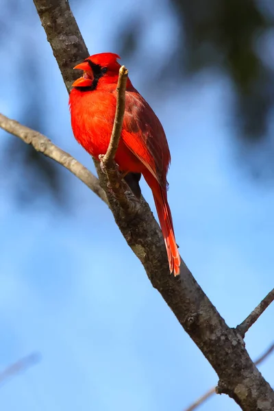 Pássaro Peito Vermelho Empoleirado Ramo — Fotografia de Stock