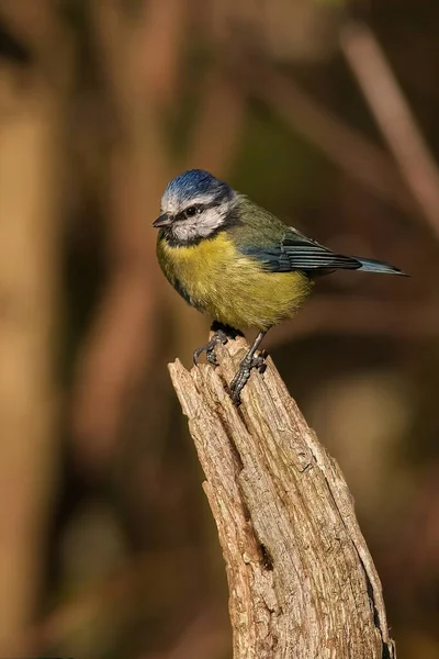 Great Tit Parus Major Sitting Branch — 스톡 사진