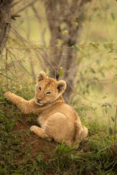 アフリカのサバンナにいるライオンの赤ちゃんは — ストック写真