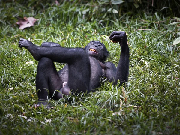 Gorila Preto Branco Comendo Uma Banana Floresta — Fotografia de Stock