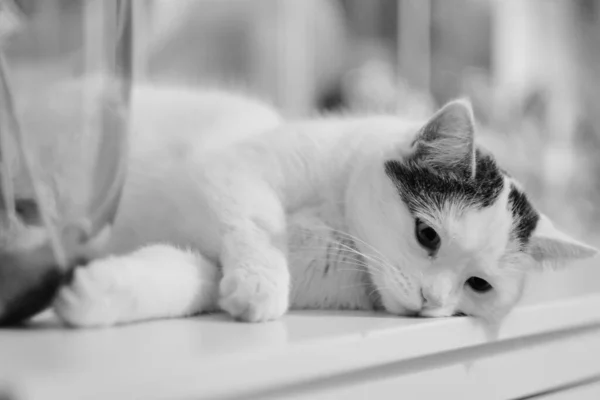 Gato Preto Branco Deitado Peitoril Janela — Fotografia de Stock