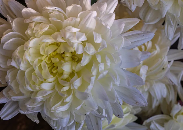 Güzel Beyaz Kasımpatı Çiçeği Bahçe — Stok fotoğraf