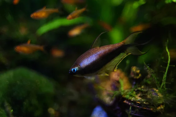 Vacker Undervattensvärld Fisk — Stockfoto