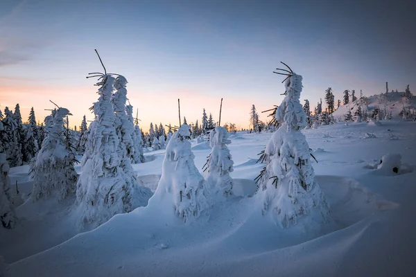 Prachtig Landschap Met Besneeuwde Bomen — Stockfoto