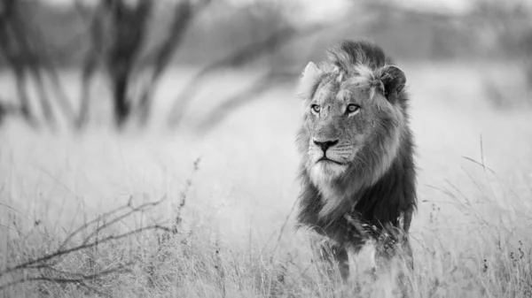 Lev Savaně Africké — Stock fotografie