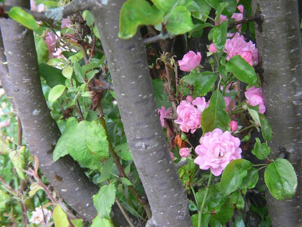 Belles Fleurs Dans Jardin — Photo